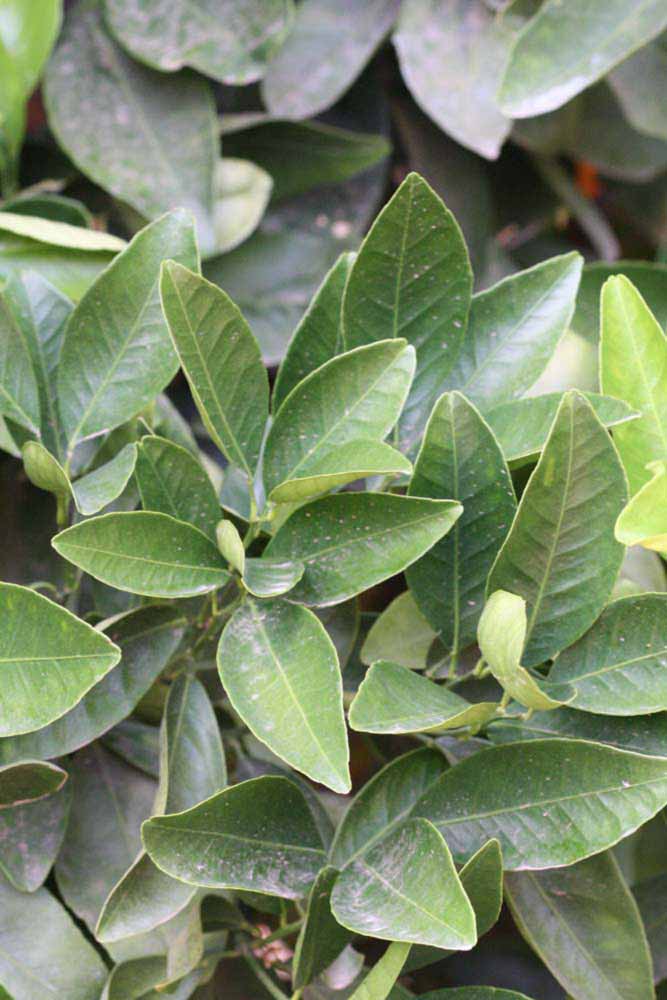              Sun leaves (Riverside, CA)       